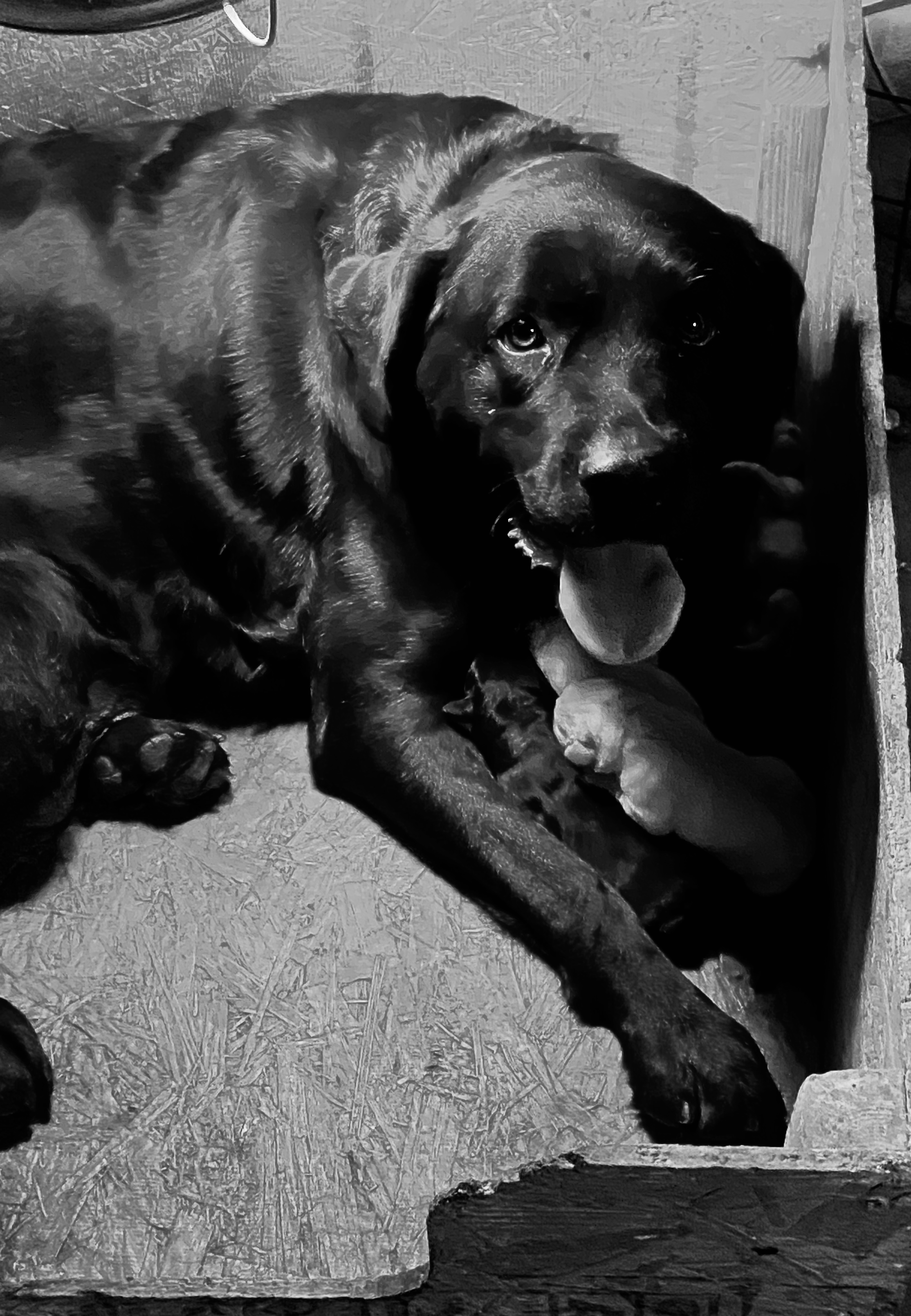 Bella - The inspiration behind J&M Farms