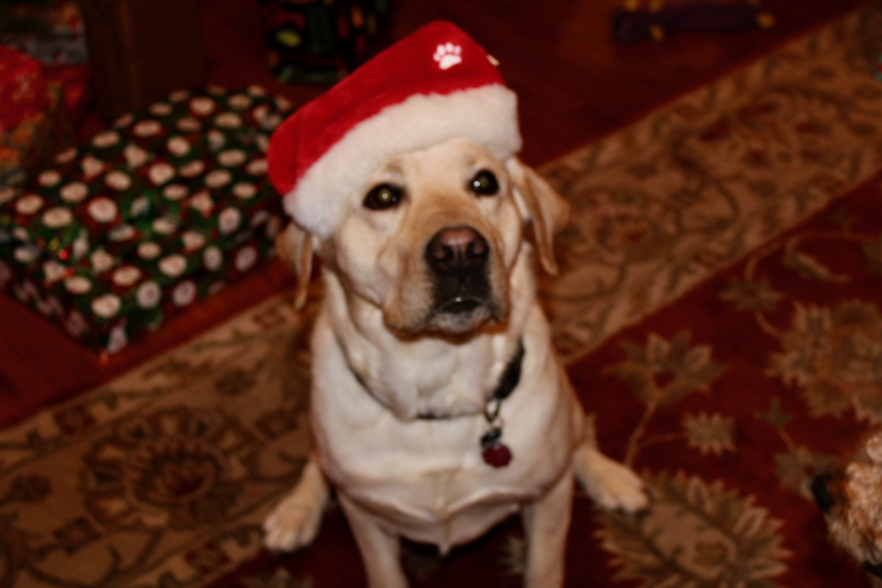 Milo - Sire (Father)